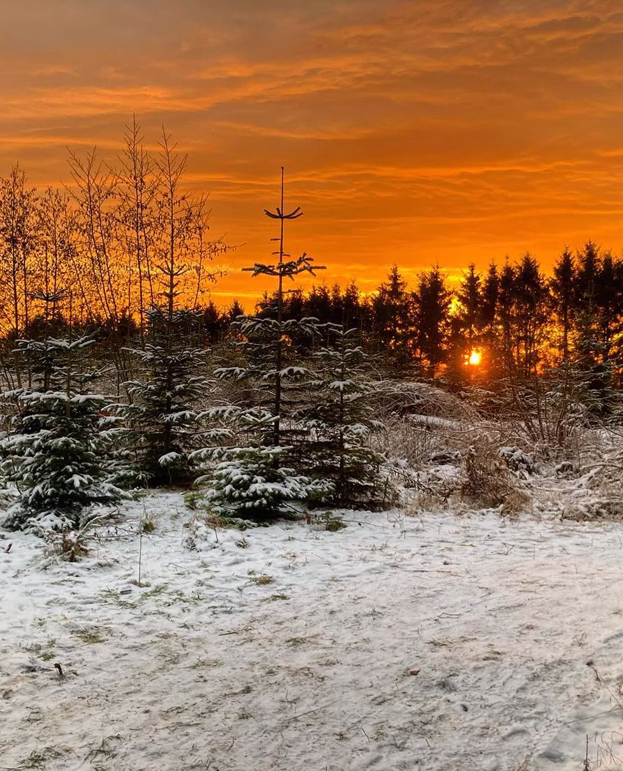 Solnedgang over Jagtgården Juletræer