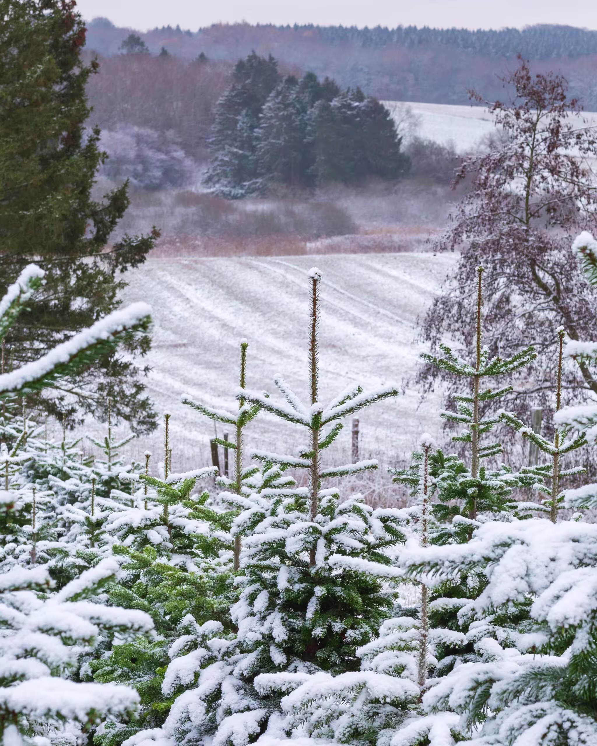 Fæld selv-juletræ hos Jagtgården Juletræer