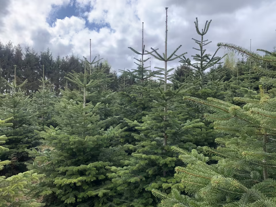 Juletræsplantage med normannsgran hos Jagtgården Juletræer