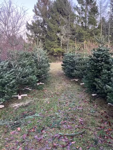sti mellem juletræer på gårdspladsen hos Jagtgården Juletræer