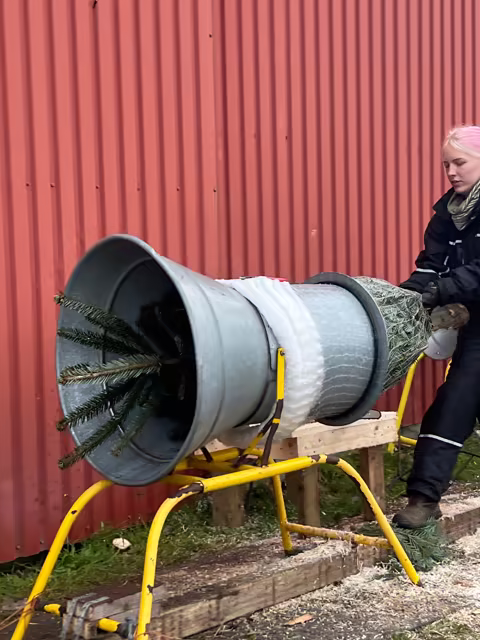 Lise netter juletræer hos Jagtgården Juletræer