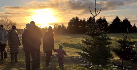 Familie ved juletræ i aftensol hos Jagtgården Juletræer