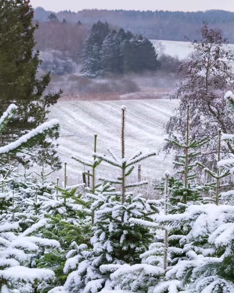 Juletræsplantage med sne hos Jagtgården Juletræer